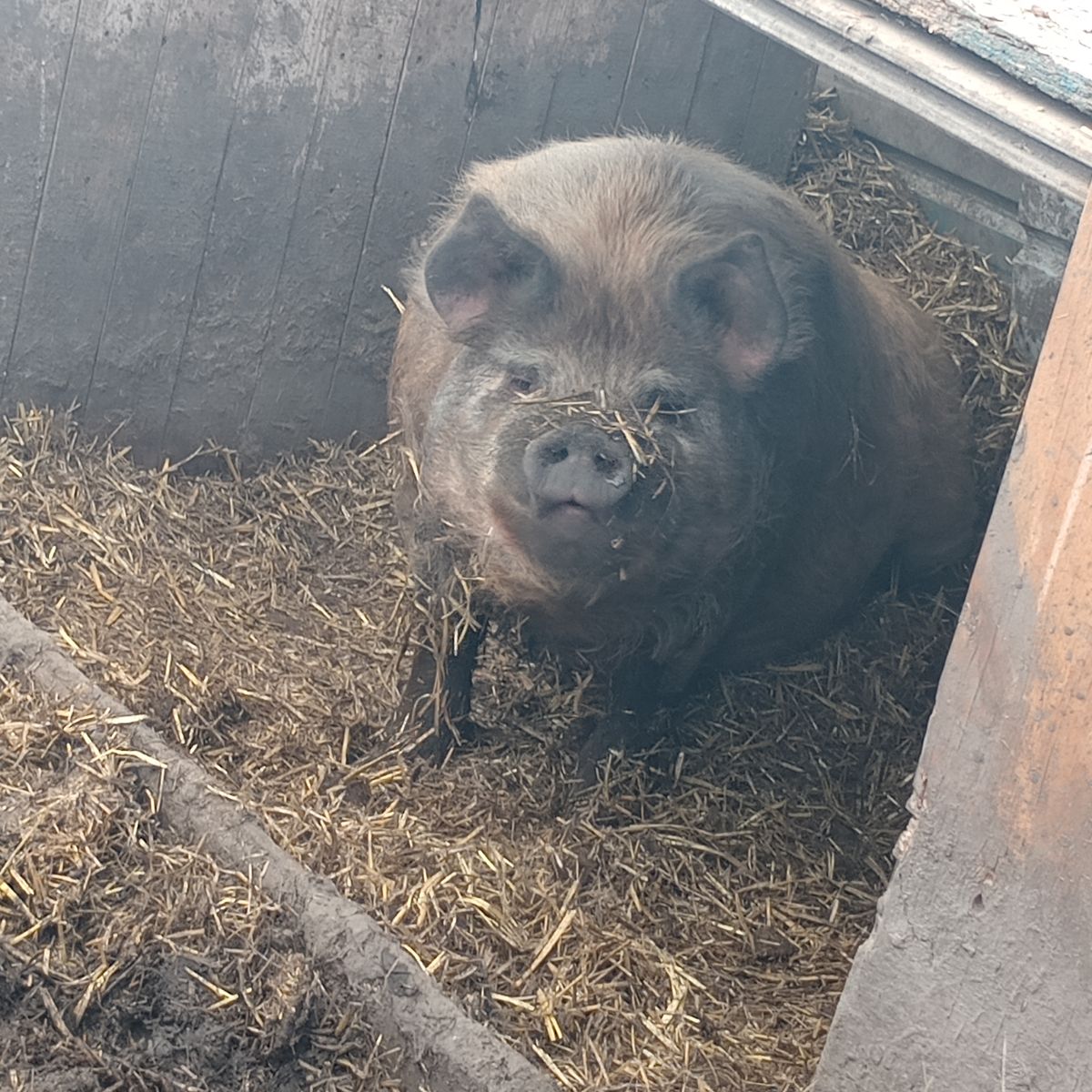 Idaho Pasture Pig Breeding Trio