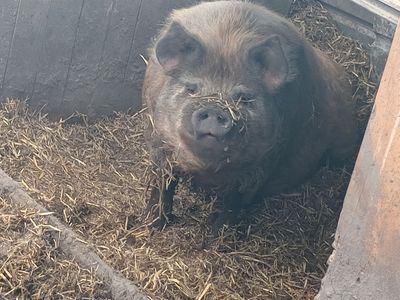 Idaho Pasture Pig Breeding Trio