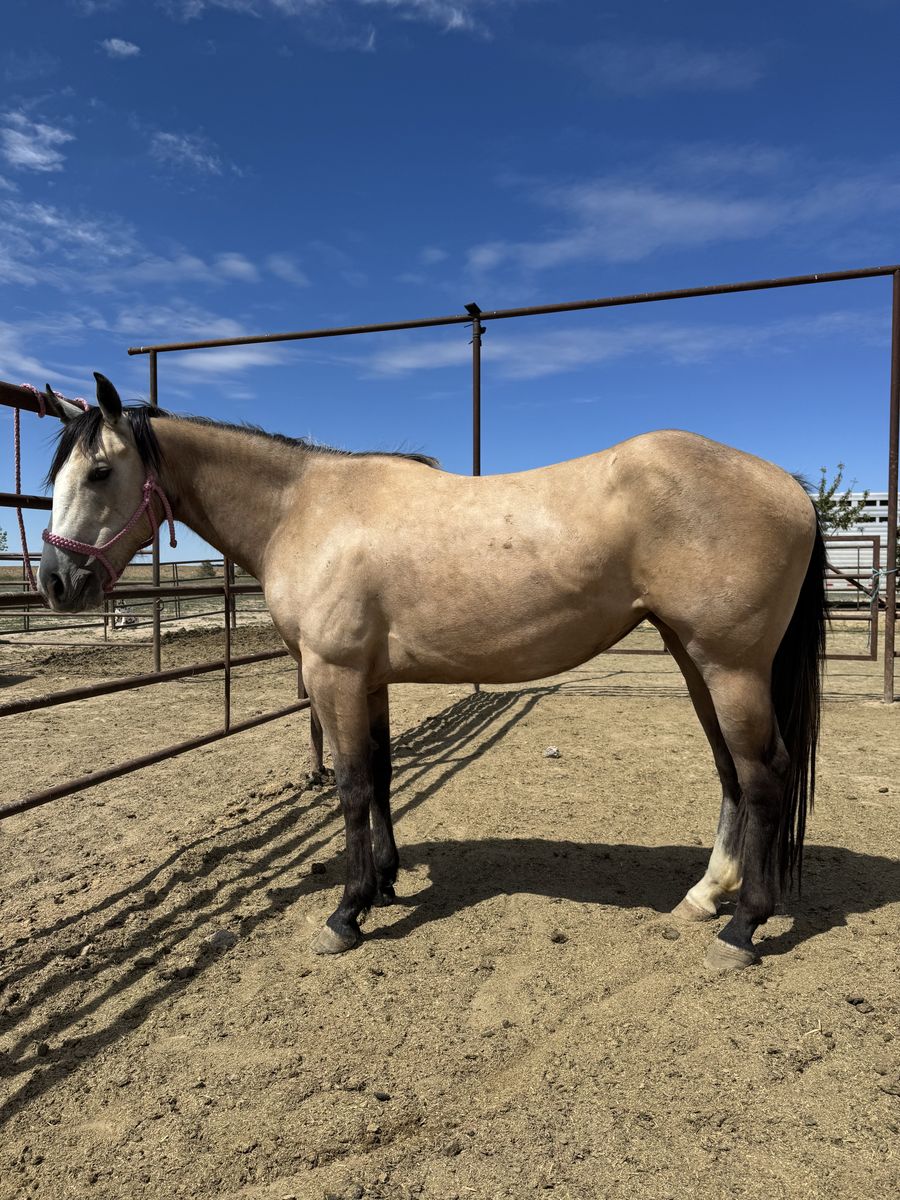 3 year old AQHA mare