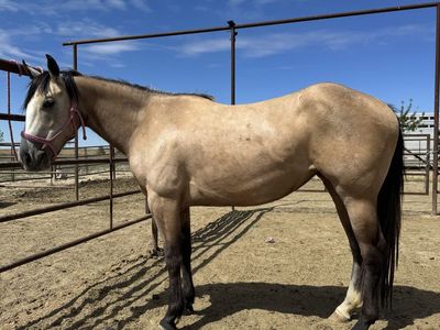 3 year old AQHA mare