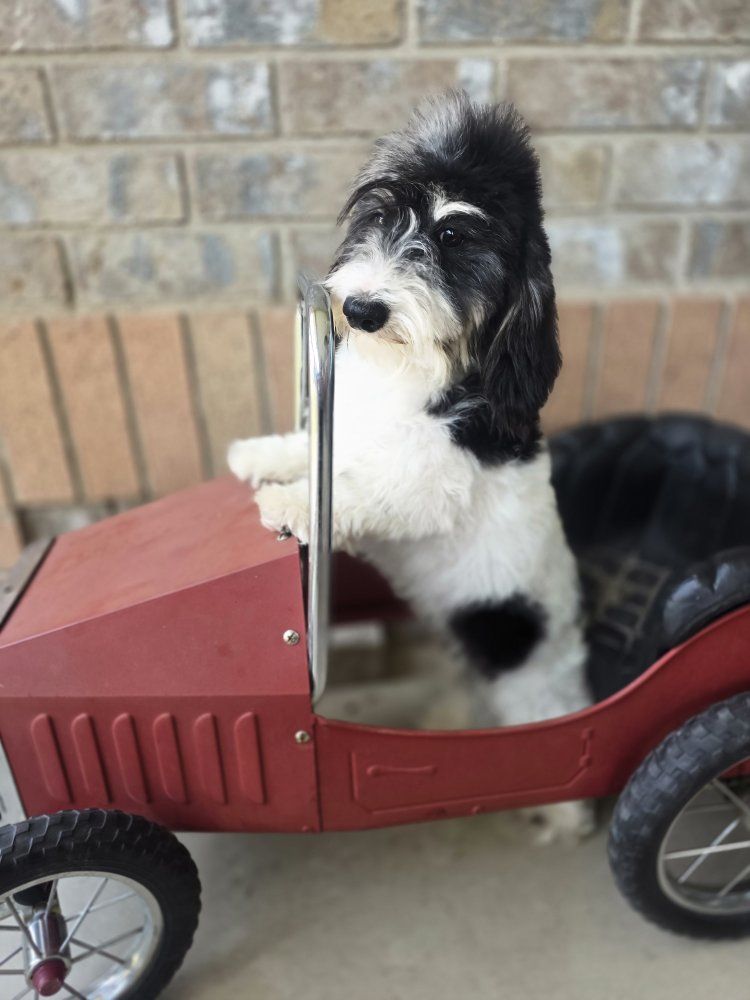 AKC Sof Wire Dachshund STUD