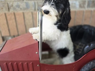 AKC Sof Wire Dachshund STUD