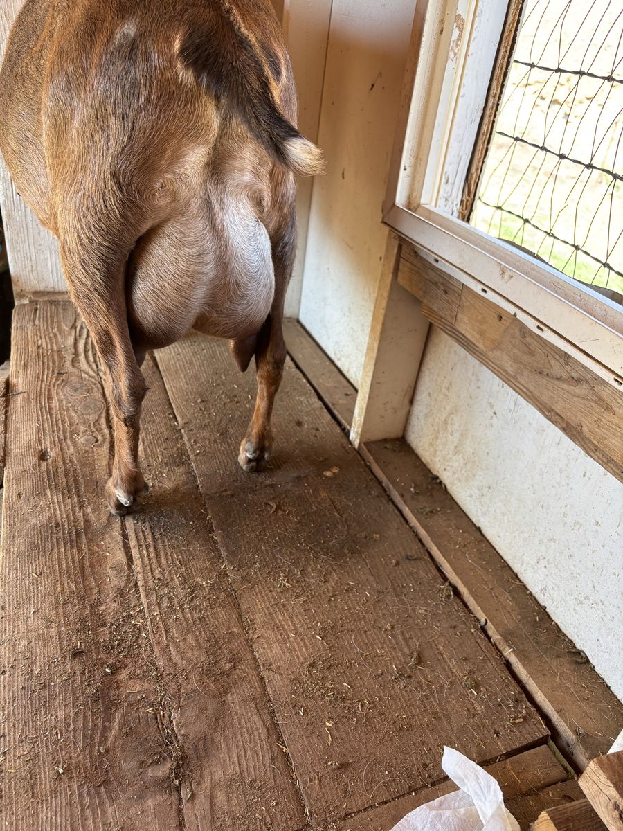 Mini Nubian Milk Goat