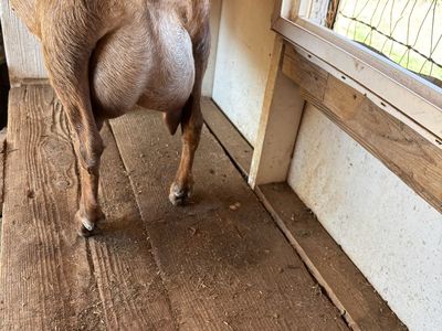 Mini Nubian Milk Goat