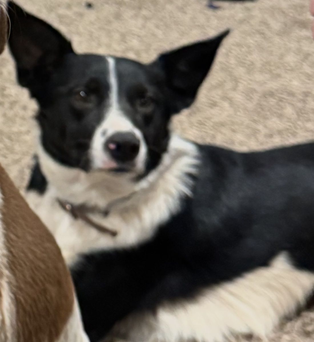 ISO my new family. Hi my name is Dolly!