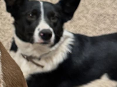 ISO my new family. Hi my name is Dolly!