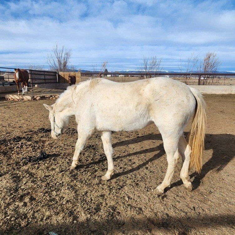 3 Year Old Grade Mare