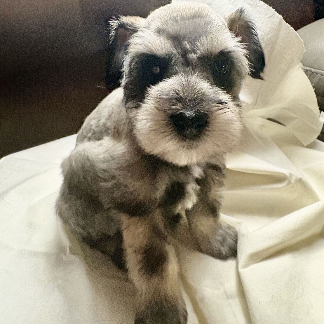 Purebred Miniture Schnauzer 