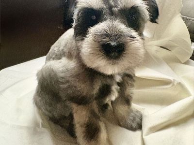 Purebred Miniture Schnauzer