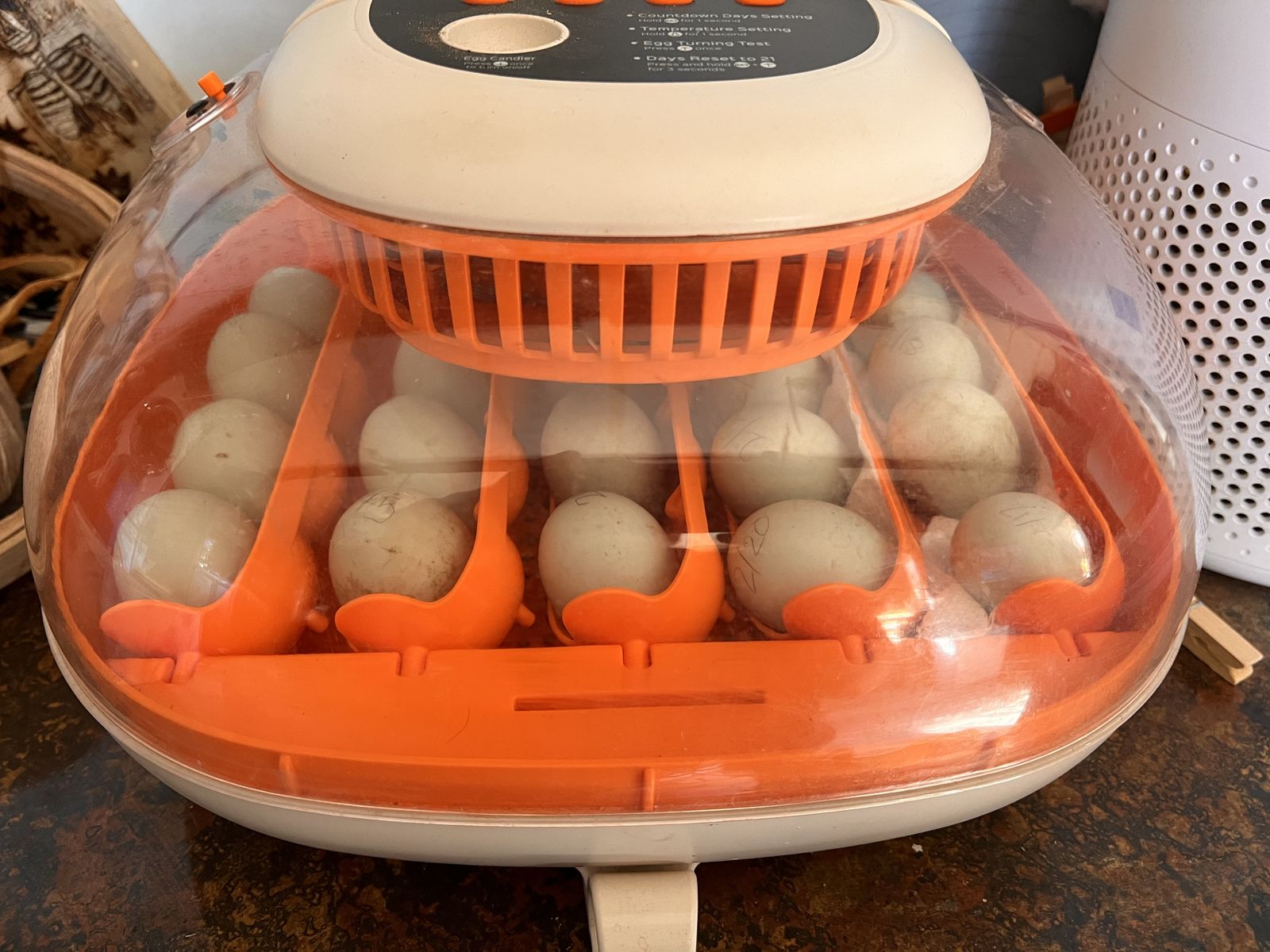 Call Duck Hatching Eggs