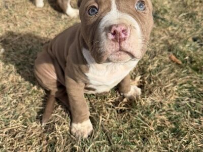 Purebred Female Pitbull Puppy