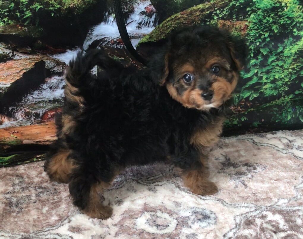 Charlotte Yorkiepoo Puppy Yorkie Poodle Yorkshire