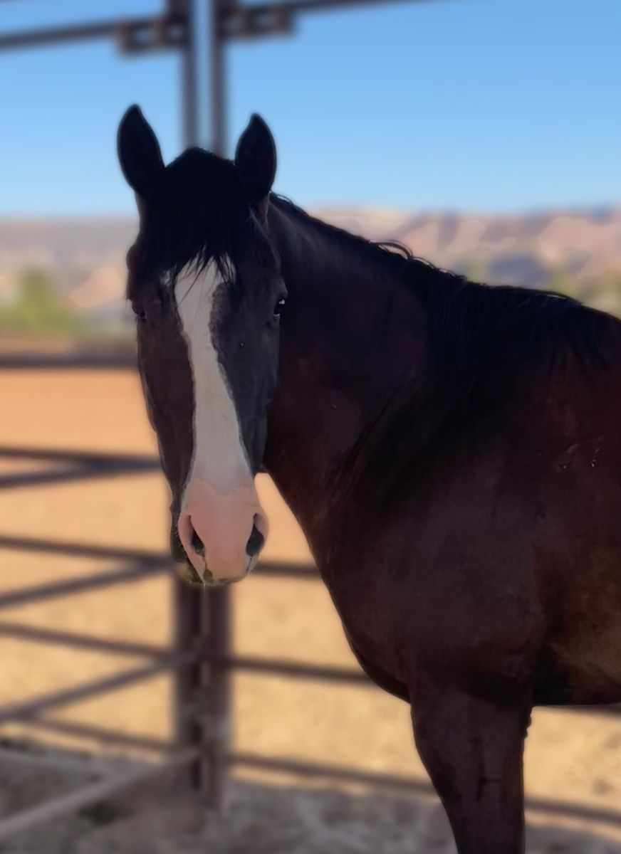 2021 AQHA Black Gelding