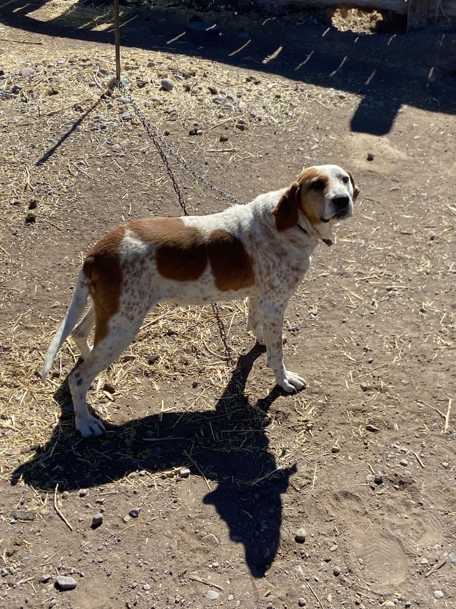 Hound dog