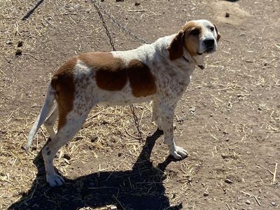 Hound dog
