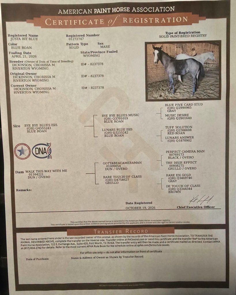 Registered Blue Roan APHA Mare - Justa Bit Blue | Horses | KSL Classifieds