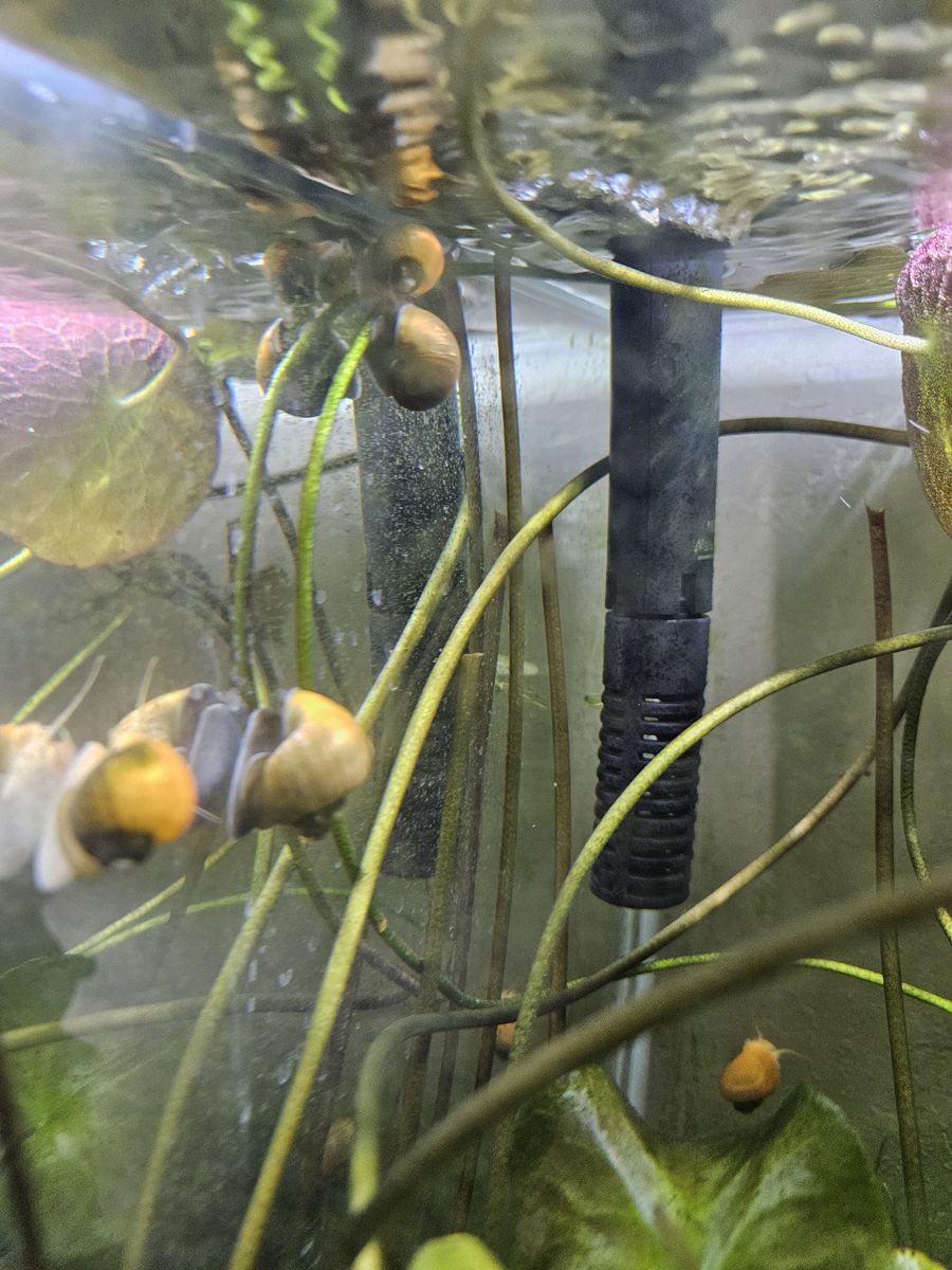Mystery Snails and aquatic plants