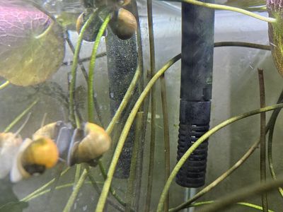 Mystery Snails and aquatic plants