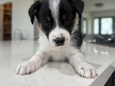 Mini Aussie Blue Heeler Puppies
