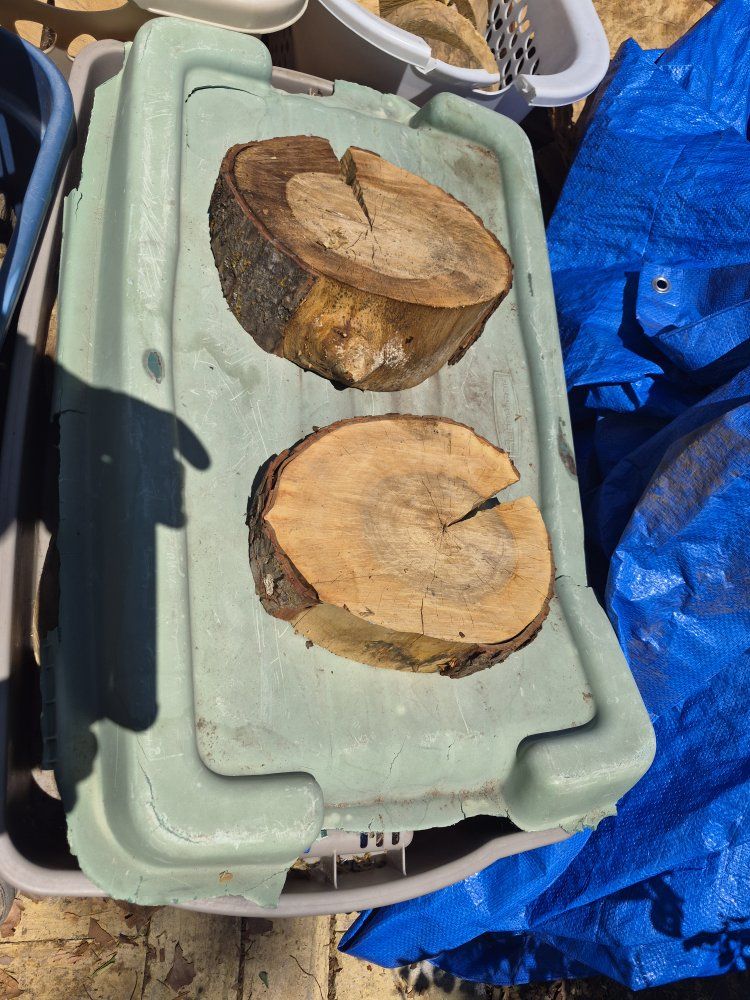 Silver Maple Rounds,  $5 each, cash,uneven cuts