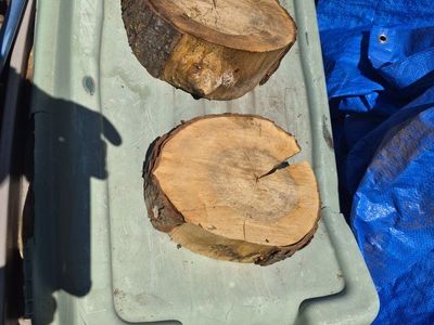 Silver Maple Rounds, $5 each, cash,uneven cuts
