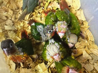 Green cheek Conure