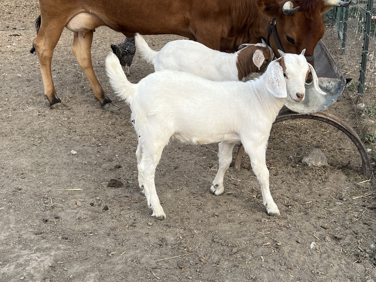 Boer/Savannah/Nubian 10week Old Goats