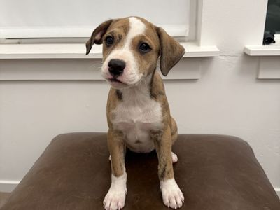 Puppies available for adoption
