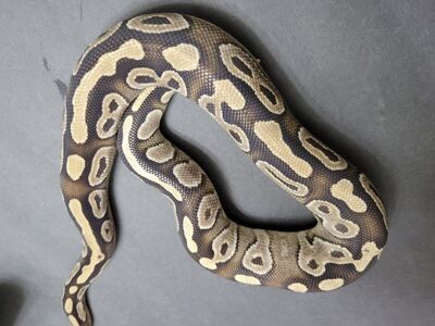 Female mojave