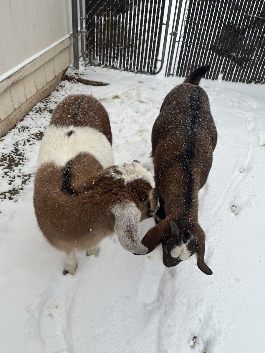 2 female nubian goats, for sale