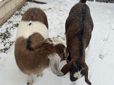 2 female nubian goats, for sale