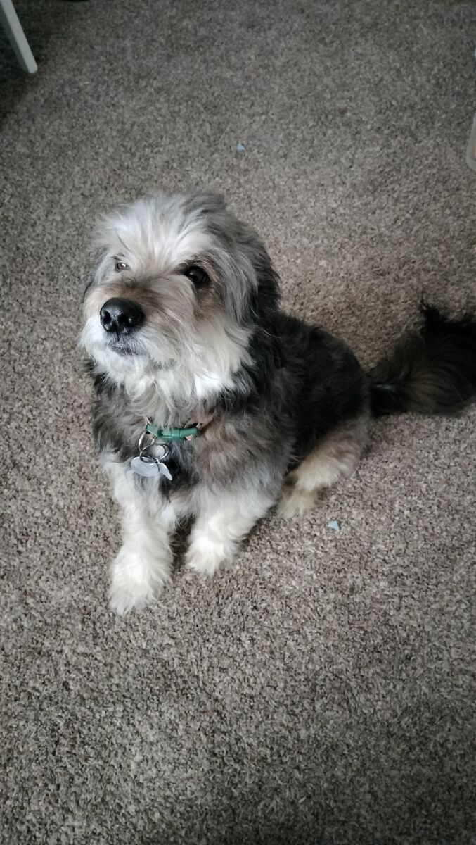 5 Year-Old Shepherd/Poodle Mix Free to a Good Home