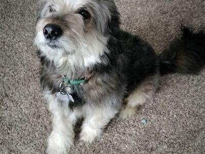 5 Year-Old Shepherd/Poodle Mix Free to a Good Home