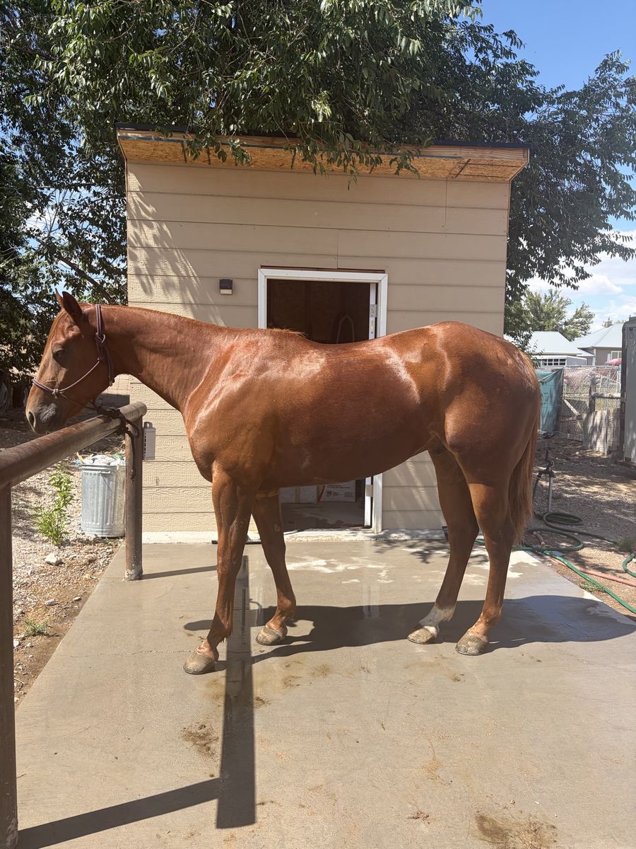 AQHA Gelding "Whiskey" - 4-Year-Old Ranch/Head Horse Prospect, 15+ Hands