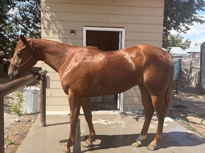 AQHA Gelding "Whiskey" - 4-Year-Old Ranch/Head Horse Prospect, 15+ Hands