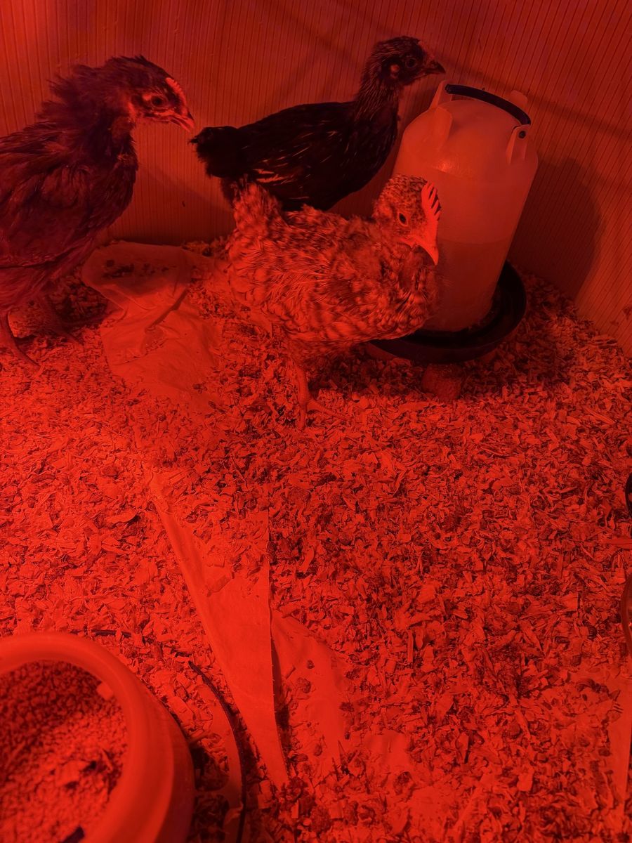 FREE ROOSTER- Barred Rock 4 Weeks Old