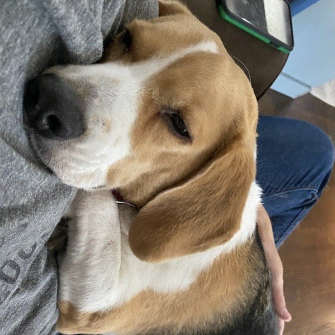 Beagle Boy looking for a home