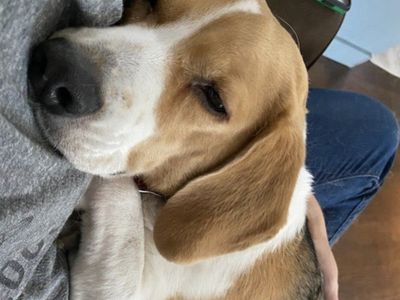 Beagle Boy looking for a home