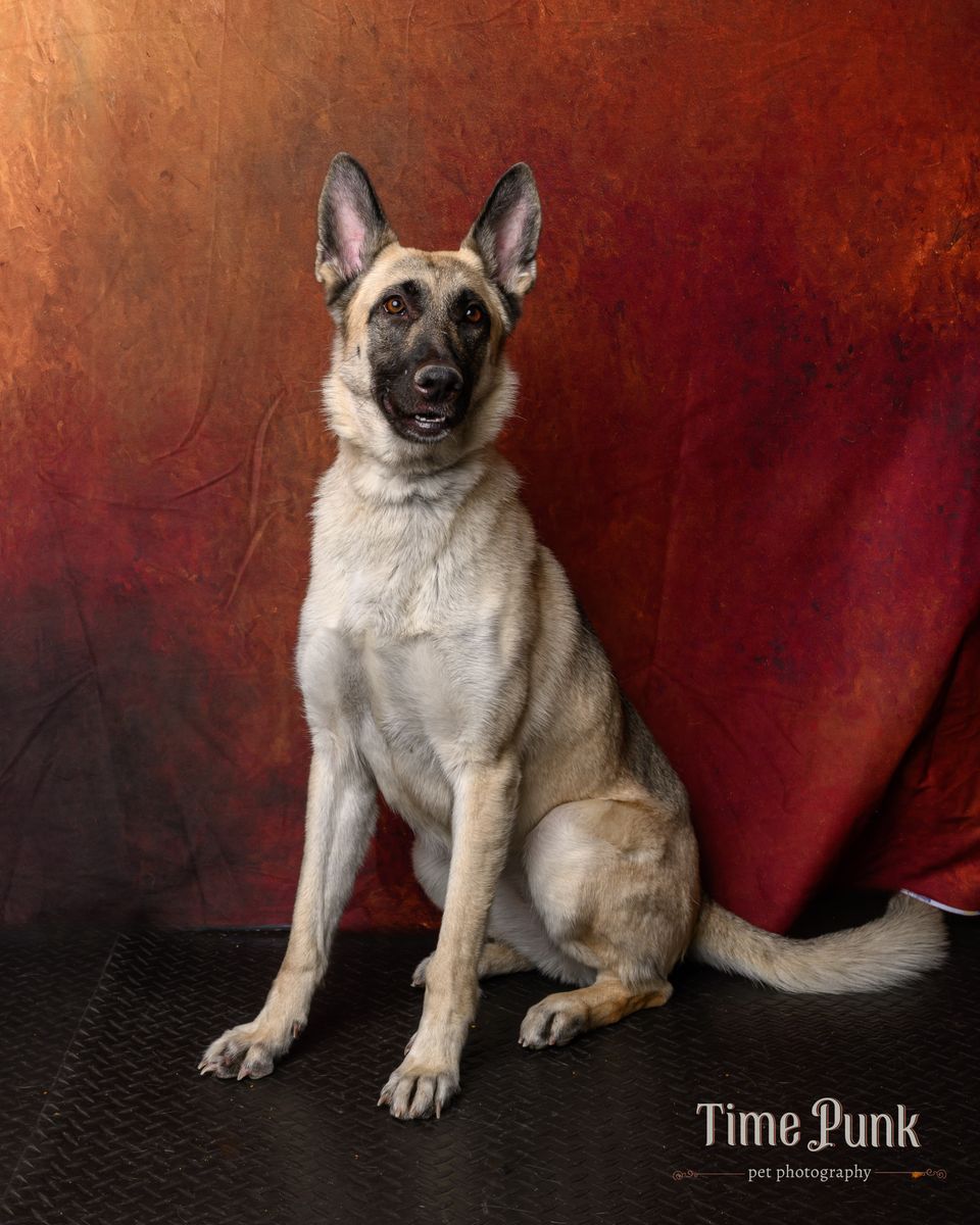 A159908 Olivia is Available for Adoption!