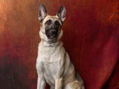 A159908 Olivia is Available for Adoption!