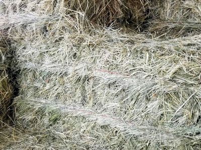 Premium Alfalfa and Grass Hay For sale