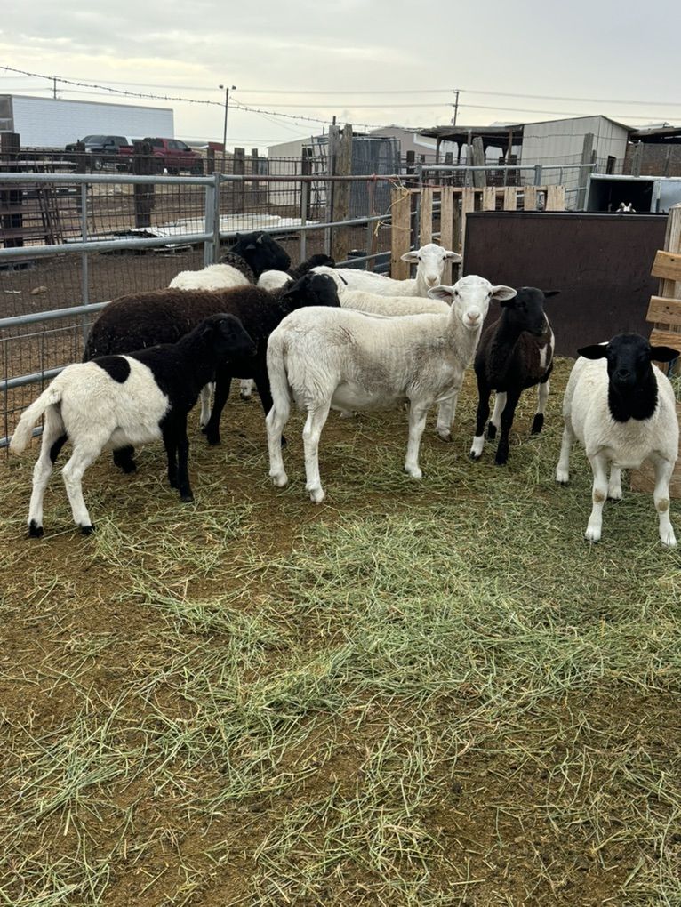 Ram Lambs