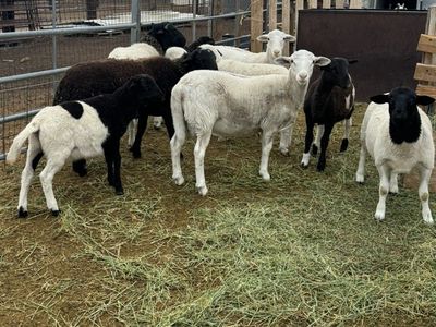 Ram Lambs