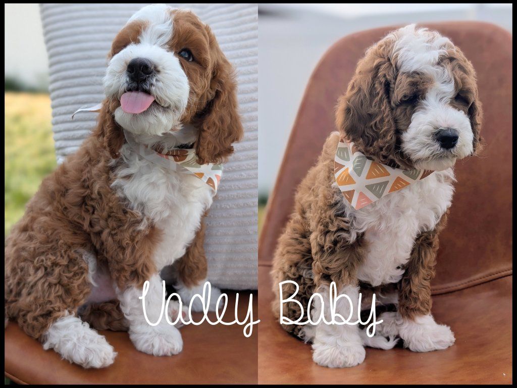 Cavapoo Puppy Darlings-DNA Health (Cavalier King)