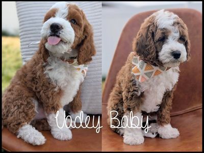 Cavapoo Puppy Darlings-DNA Health (Cavalier King)