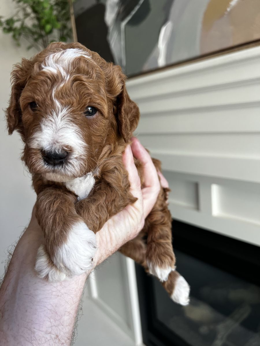 Mini Goldendoodle Stud For Sale