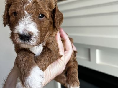 Mini Goldendoodle Stud For Sale