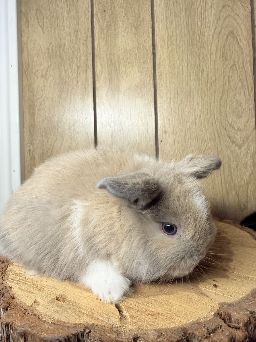 Holland Lop Babies