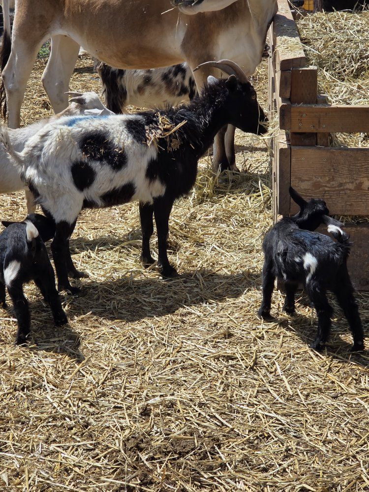 nigerian with babbies