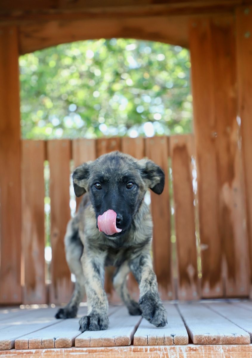 13 week old golden retriever/Malinois Female